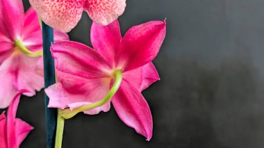 Siyah arkaplanda ayrıntılı desenleri olan canlı pembe orkideler.