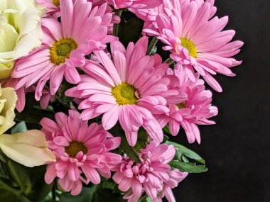 Çiçek düzeninde açan pembe papatyalar.