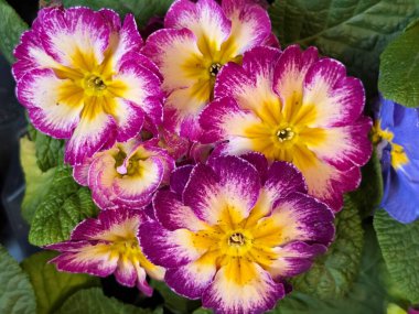 Canlı mor ve sarı çuha çiçeği açıyor.