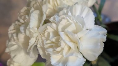 Vazoda çiçek açan beyaz karanfiller.