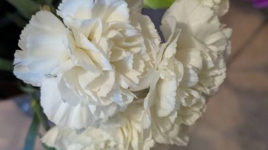 Çiçek düzeninde çiçek açan beyaz karanfiller.