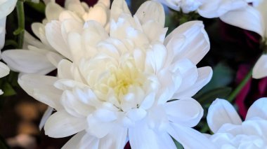 Beyaz çiçeğin yakın plan görüntüsü