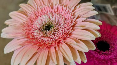 Pembe gerbera papatyası güneş ışığında çiçek açıyor