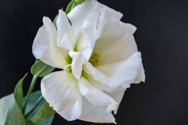 Closeup of white flower with green leaves against black background