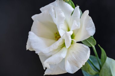 Siyah arka planda katmanlı taç yaprakları olan beyaz bir çiçeğin yakın çekimi