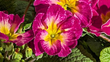 Yeşil yapraklarla çevrili sarı merkezli canlı pembe çiçeklere yakın çekim