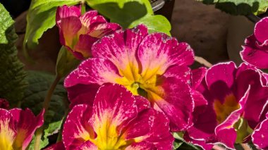 Bahçedeki yeşil yaprakların arasında açan renkli pembe ve sarı çiçekler.