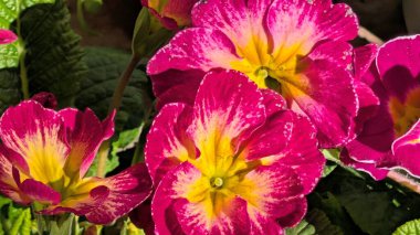 Çevrelerinde yeşil yapraklar açan canlı pembe ve sarı çiçekler.