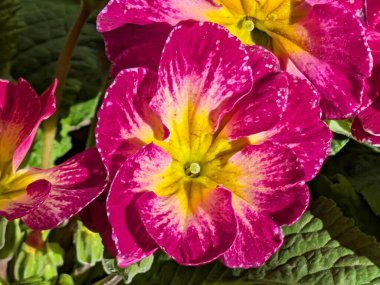 Yeşil yapraklarla çevrili canlı pembe ve sarı çuha çiçekleri.