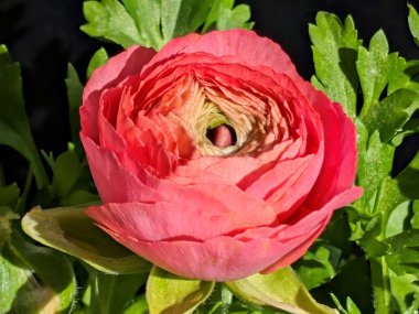 Yeşil yaprakların arasında açan canlı pembe çiçeğin yakın çekimi