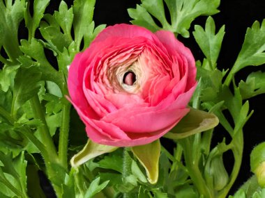 Koyu arkaplanda yeşil yapraklarla çevrili pembe ranunculus çiçeğine yakın çekim