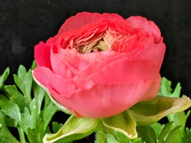 Siyah arka planda yeşil yapraklı canlı pembe çiçeğe yakın çekim