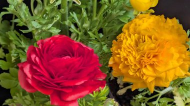 Canlı kırmızı gül ve yeşil yapraklarla çevrili parlak sarı kadife çiçeği.