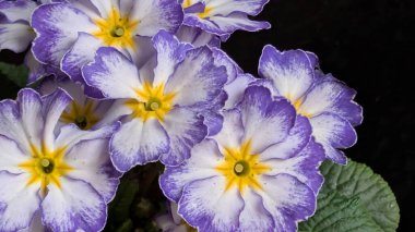 Koyu arkaplanda yeşil yapraklı canlı mor ve sarı çiçeklerin yakın çekimi