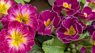 Parlak mor ve sarı çiçekleri yakından görmek çok güzel.