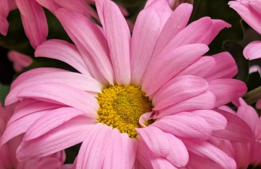 Sarı merkezli ve yeşil arkaplanlı canlı pembe çiçek yapraklarının yakın görüntüsü