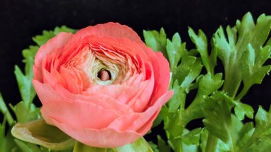 Siyah arka planda yeşil yapraklı canlı mercan ranunculus çiçeği
