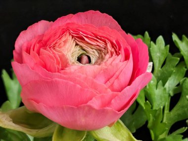 Siyah arka planda yeşil yapraklı canlı pembe ranunculus çiçeği.