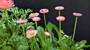 Sarı merkezli renkli pembe çiçekler, siyah arka planda yeşil yapraklarda yetişiyor.