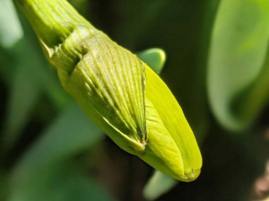 Yeşil bitki tomurcuğunun doğal ortamdaki yaprak detaylarıyla yakınlaştırılması