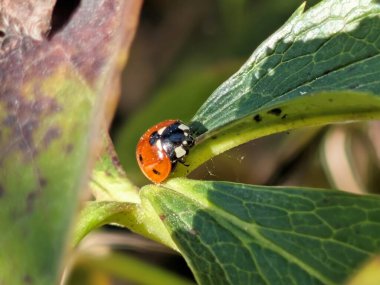 Turuncu uğur böceğinin doğal ortamında yeşil yaprakta dinlenmesi.