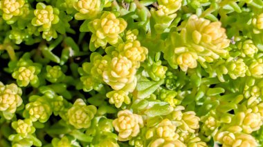 Yeşil yapraklı sarı çiçekli bitkilerin yakınları yoğun olarak büyüyor.