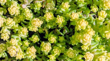 Yeşil yapraklı, küçük sarı çiçekli bitkiler yoğun olarak düzenlenmiştir.