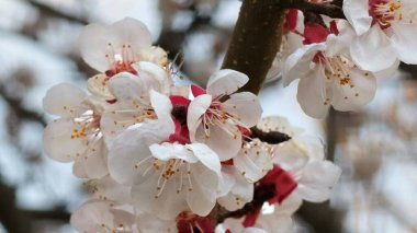 Ağaç dalında açan narin pembe ve beyaz kiraz çiçeklerinin yakın plan fotoğrafı.