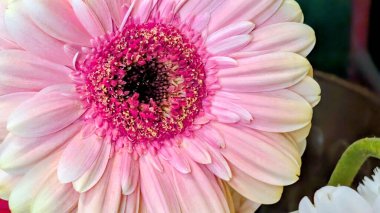 Güzel, parlak Gerbera çiçeği. Yaklaş.