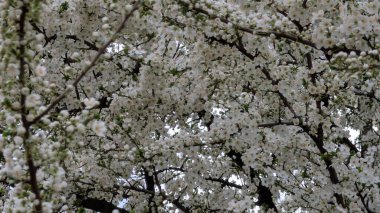 Kırık yüzeyin, küçük beyaz noktalar ve koyu çizgilerle yakın görüntüsü