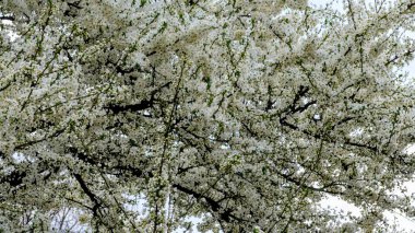 Soluk bir gökyüzüne karşı beyaz çiçekler açan dalların yakın görüntüsü
