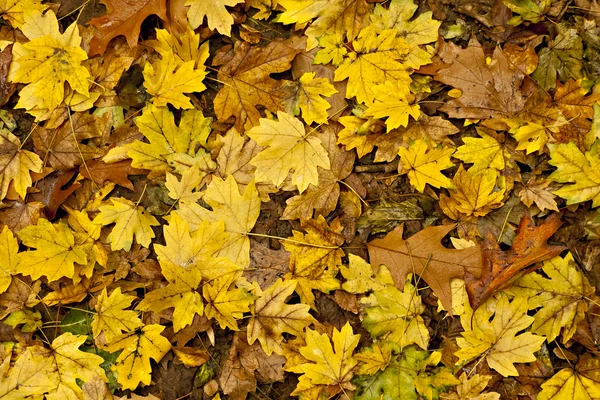 Φύλλα του φθινοπώρου βρώμικο υγρό — Φωτογραφία Αρχείου