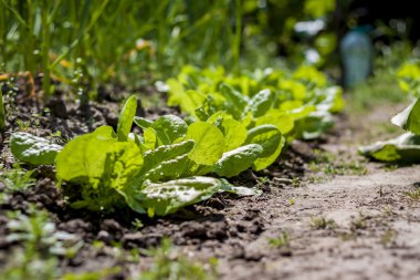 Toprağa büyüyen marul ürün hattı