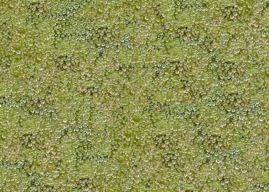 Bir örümcek web doku su damlaları