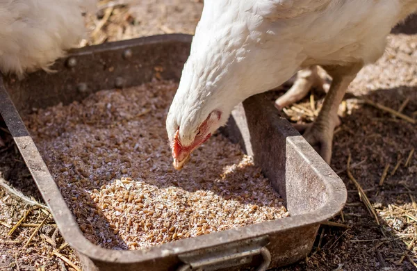 Detail of white dirty chicken eating grains — Stock Photo, Image