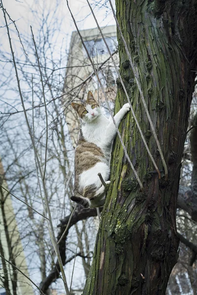 Scared cat hanging from the bark of a tree