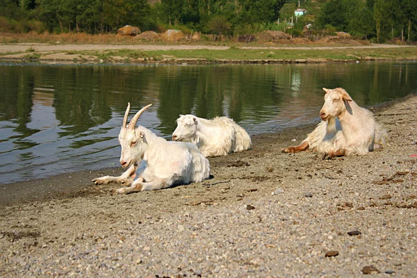 休息的一条河流附近的三个白山羊 免版税图库图片