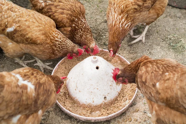 Chickens feeding on the ground