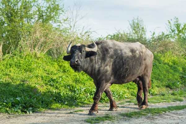 Kirli buffalo inek yolda