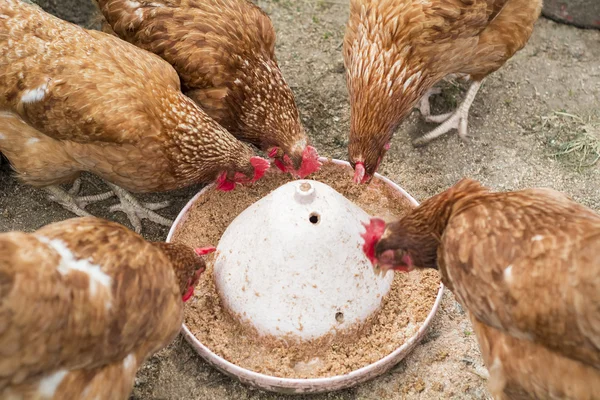 鸡在地上进食 免版税图库图片