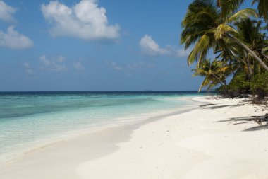 tropik ada palmiye deniz ve gökyüzü
