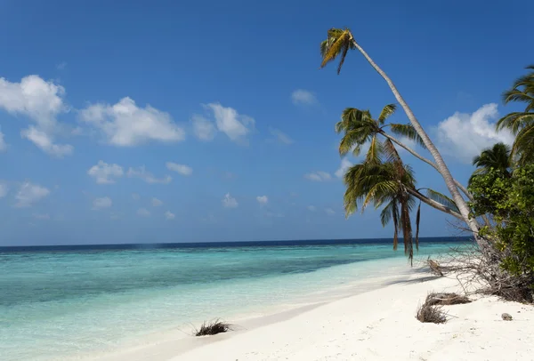 Ilha tropical palma mar e céu — Fotografia de Stock
