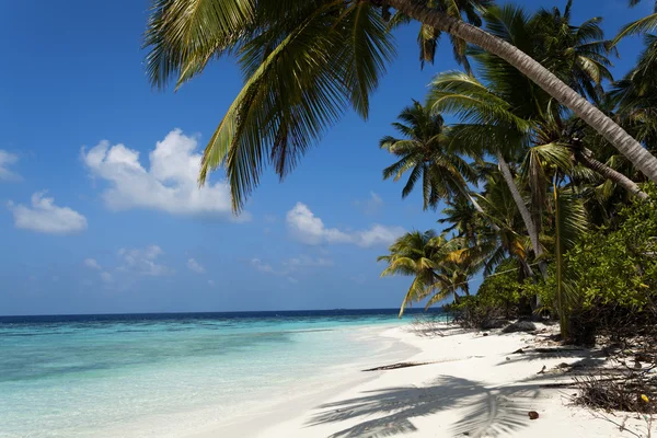 Тропічний острів пальма море і небо — стокове фото