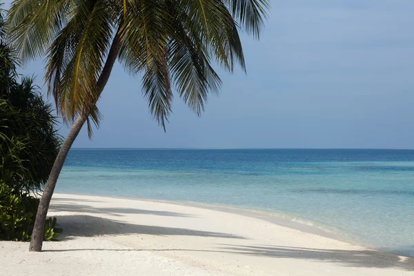 Tropisk ö palm hav och himmel — Stockfoto