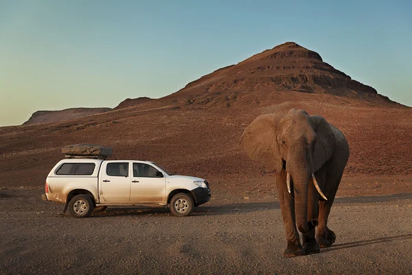 4 x 4 bil nära en stor afrikansk elefant Stockbild