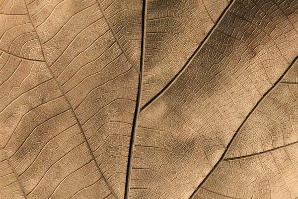 dry brown leaf geometry texture, background