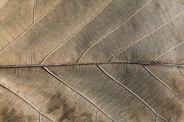 dry brown leaf geometry texture, background