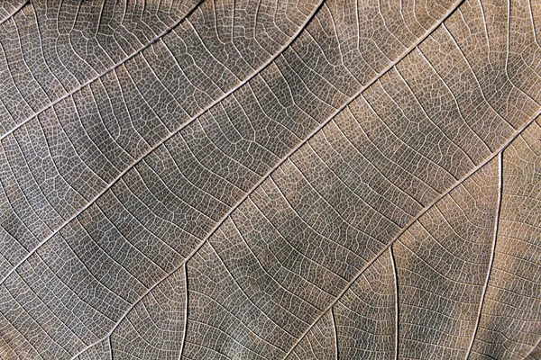 Dry Brown Leaf Geometry Texture Background — Stock Photo, Image