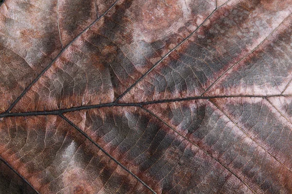 干燥的棕色叶子几何纹理 — 图库照片