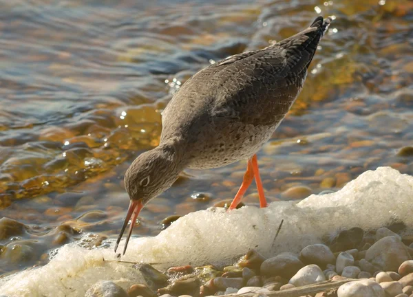 Redshank feeding on the shoreline — Stock Photo, Image